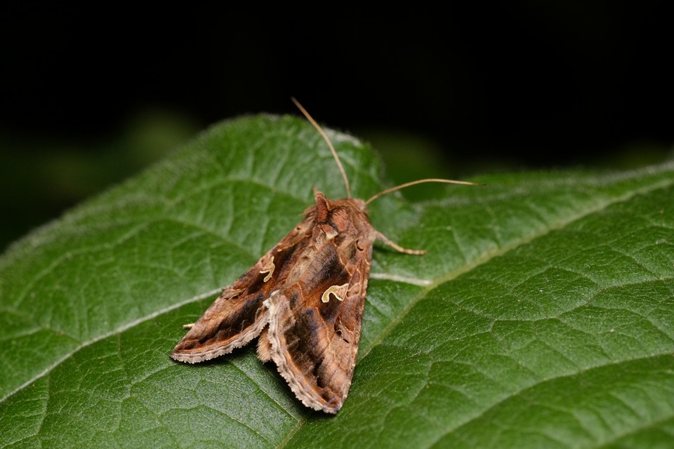 Autographa gamma - gammalepke
