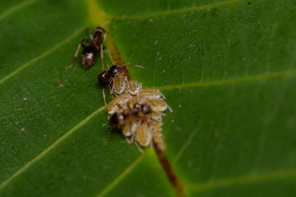Lasius
