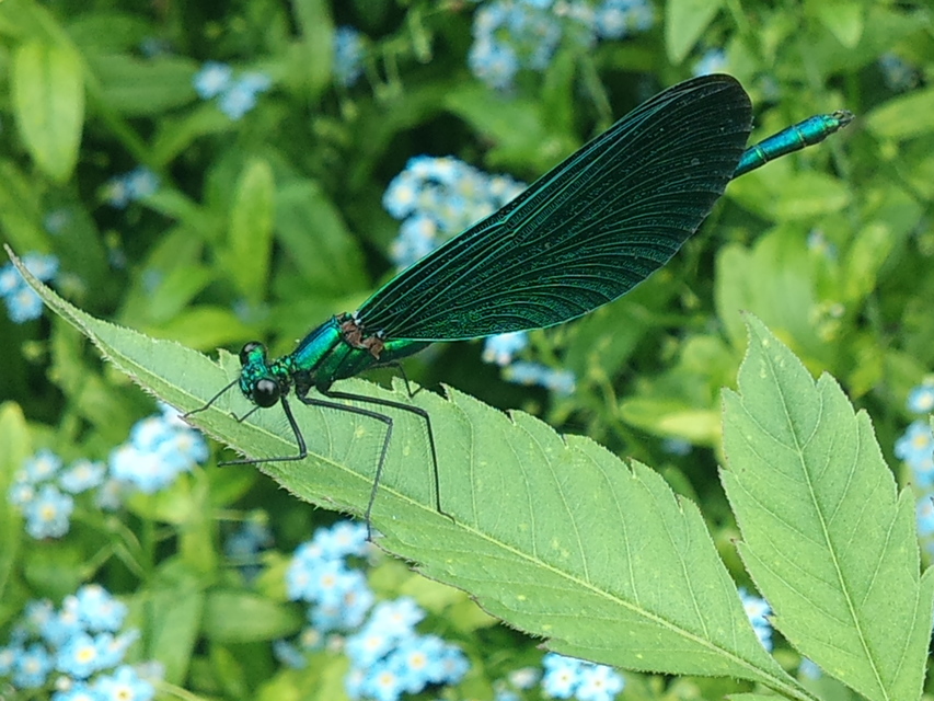 Calopteryx virgo - kisasszony-szitakötő