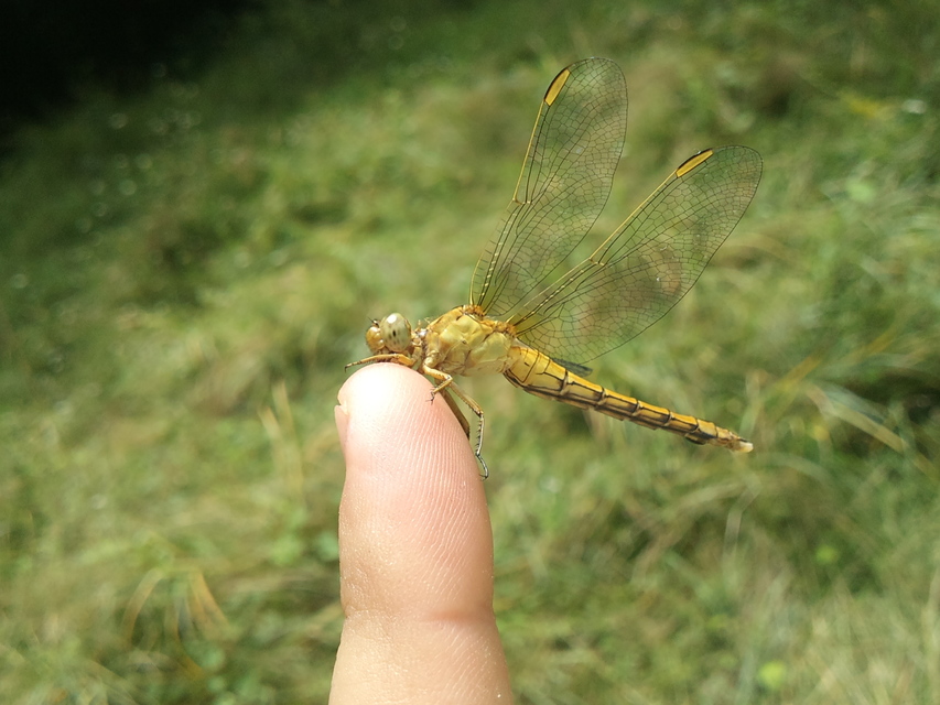 Orthetrum coerulescens - karcsú pásztorszitakötő