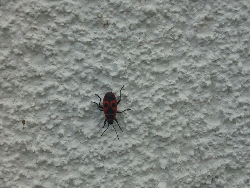 Pyrrhocoris apterus - verőköltő poloska