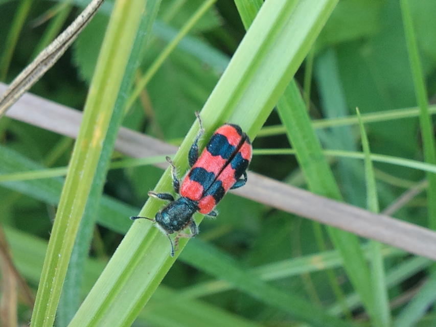 Trichodes apiarius - szalagos méhészbogár