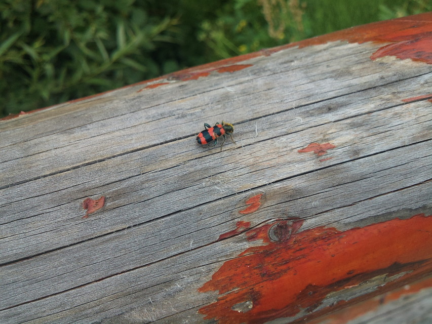 Trichodes apiarius - szalagos méhészbogár