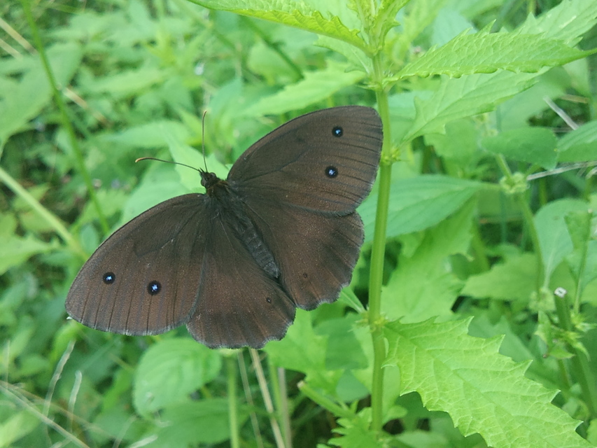 Minois dryas - fekete szemeslepke