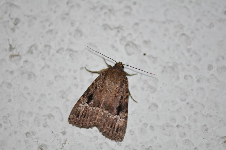 Amphipyra berbera/pyramidea