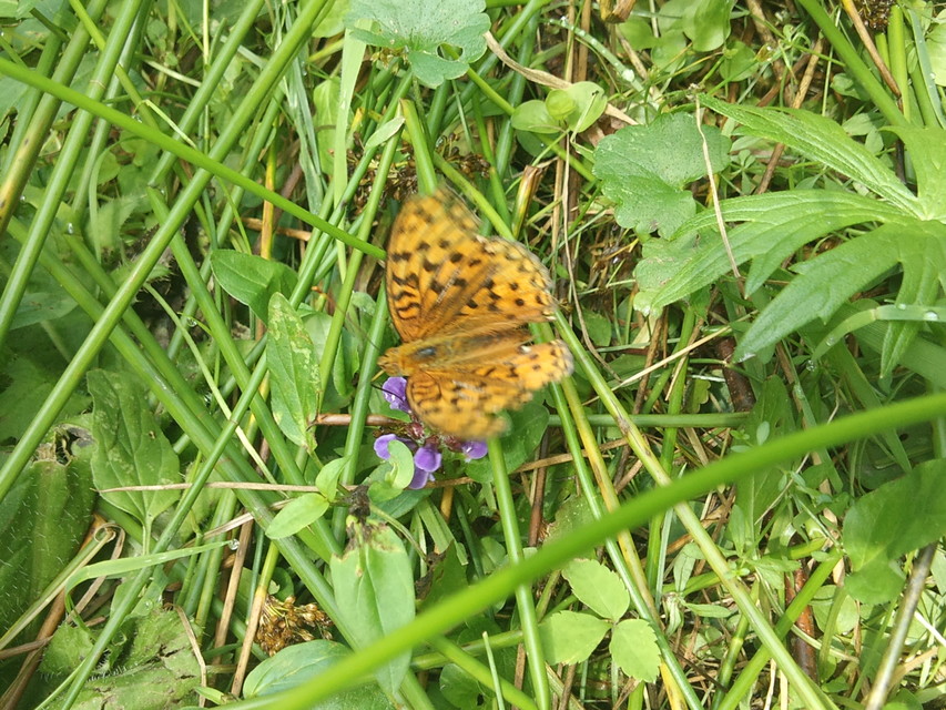 Argynnis aglaja - kerekfoltú gyöngyházlepke
