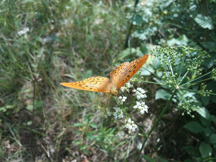 Argynnis paphia - nagy gyöngyházlepke