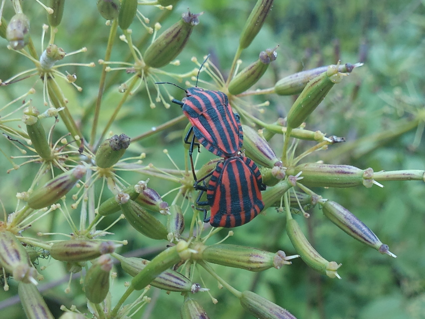 Graphosoma italicum - csíkos pajzsospoloska