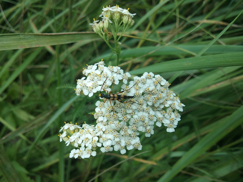 Strangalia attenuata - nyurgacincér