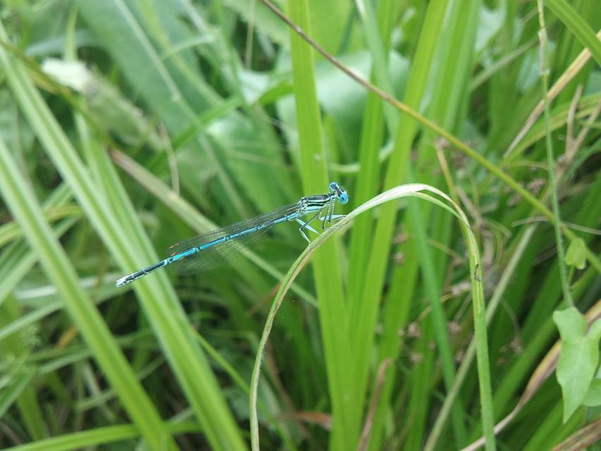 Platycnemis pennipes - széleslábú szitakötő