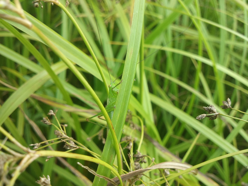 Conocephalus fuscus - kis kúpfejűszöcske