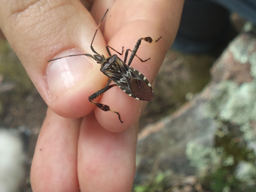 Leptoglossus occidentalis - nyugati levéllábú poloska