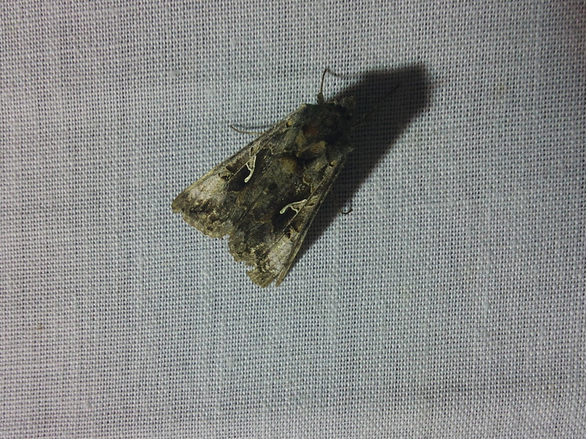 Autographa gamma - gammalepke