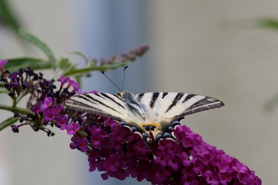 Iphiclides podalirius - kardoslepke