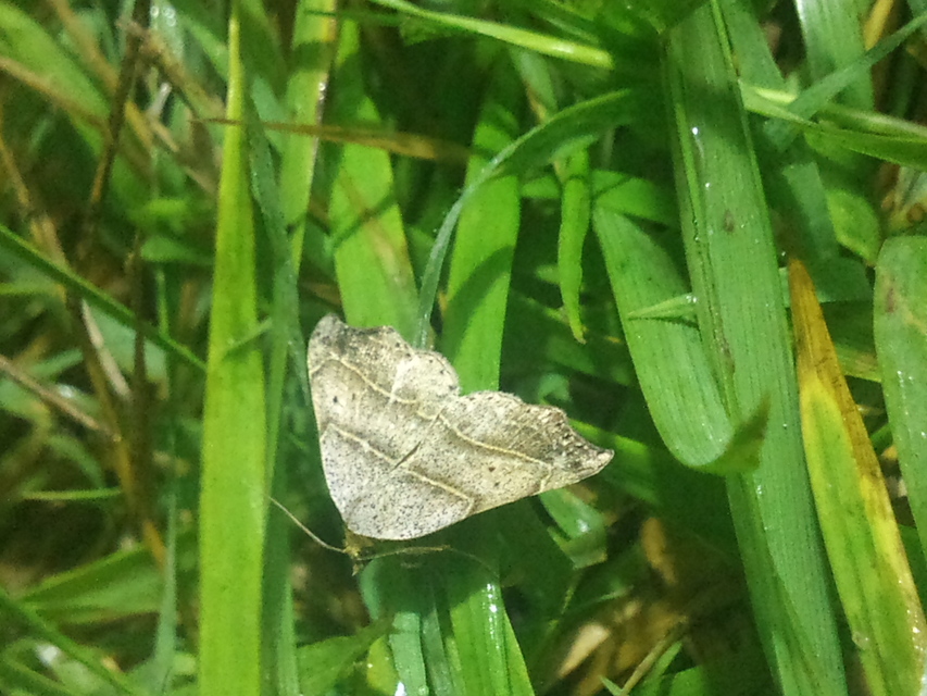 Laspeyria flexula - zuzmóbagoly