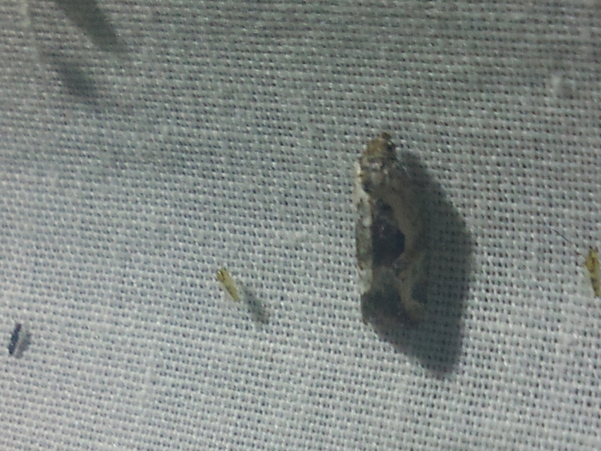 Hapalotis venustula - rózsaszínű mázasbagoly