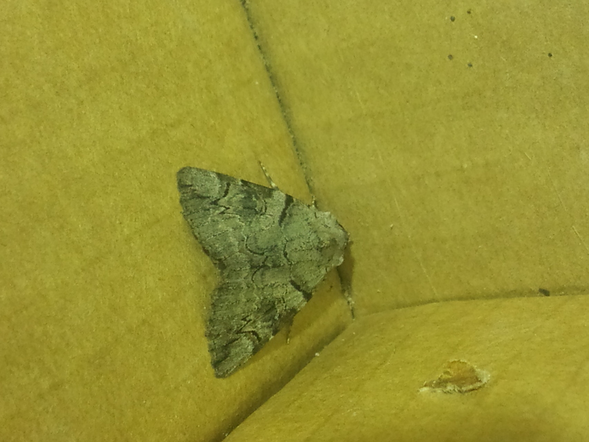 Catocala hymenaea - kökény-övesbagoly