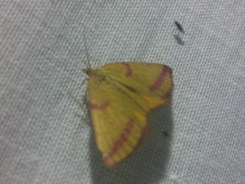 Lythria purpuraria - bíborsávos araszoló