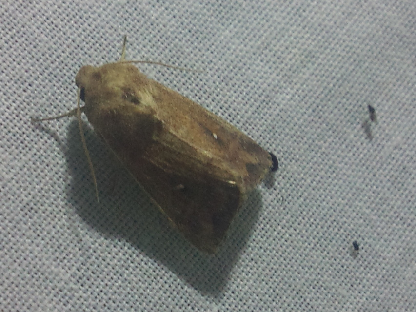 Mythimna albipuncta - fehérpettyes rétibagoly
