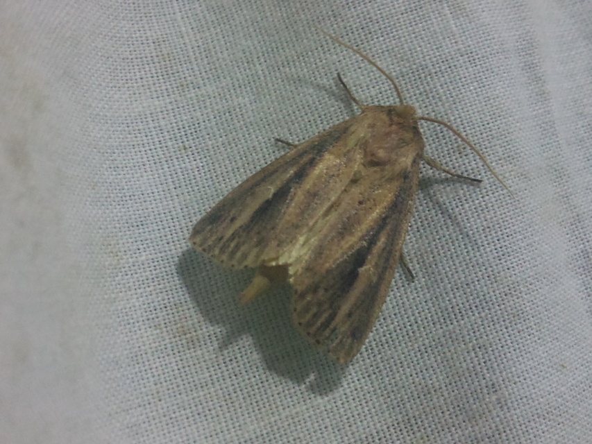Globia sparganii - nagy nádibagoly