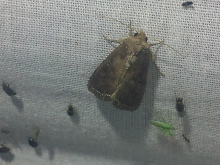 Lacanobia oleracea - saláta-kertibagoly