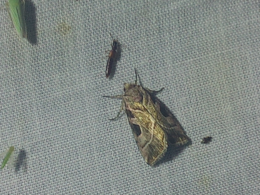 Eucarta virgo - mocsári ametisztbagoly
