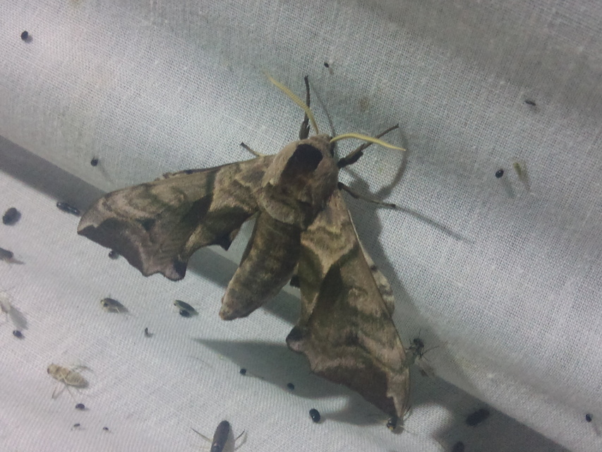 Smerinthus ocellatus - esti pávaszem
