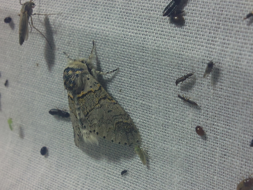 Furcula furcula - szürke púposszövő