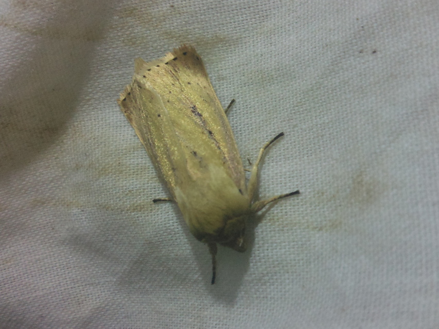 Globia sparganii - nagy nádibagoly