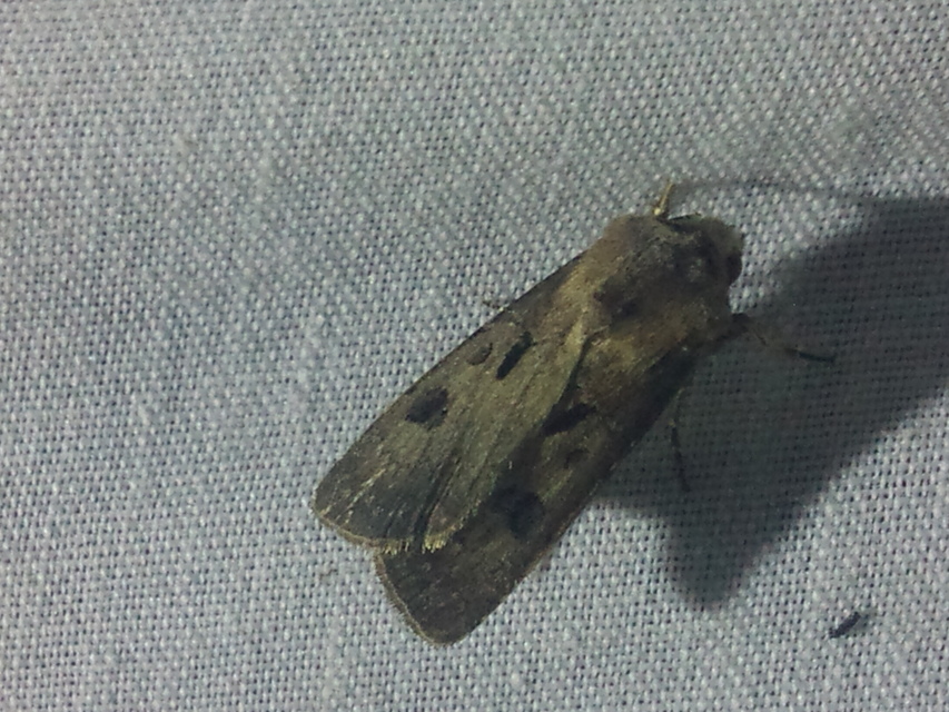 Agrotis exclamationis - felkiáltójeles földibagoly