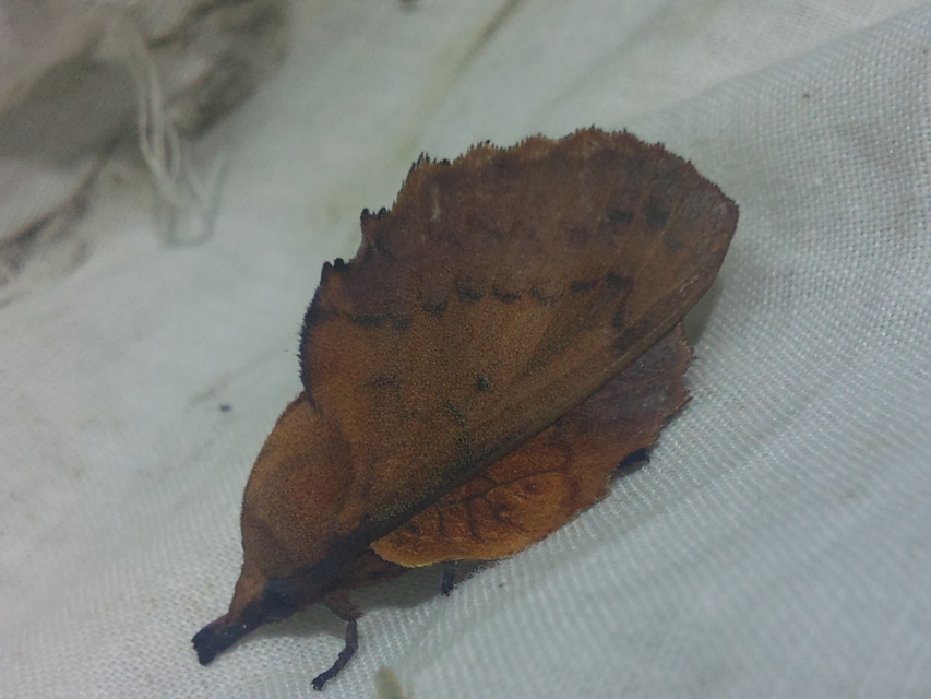 Gastropacha quercifolia - tölgylevélpohók