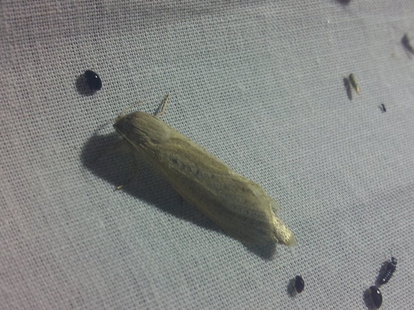 Phragmataecia castaneae - nádfúrólepke