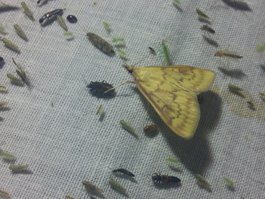 Ostrinia nubilalis - kukoricamoly