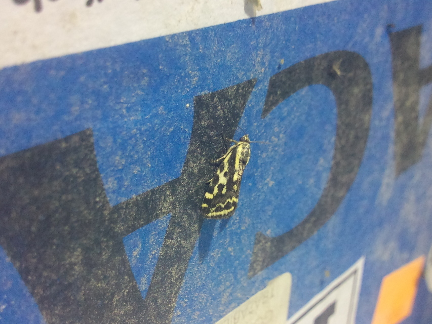 Emmelia trabealis - zebrabagoly