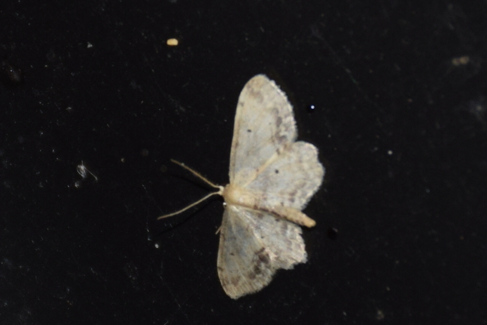 Idaea dimidiata - gyakori apróaraszoló