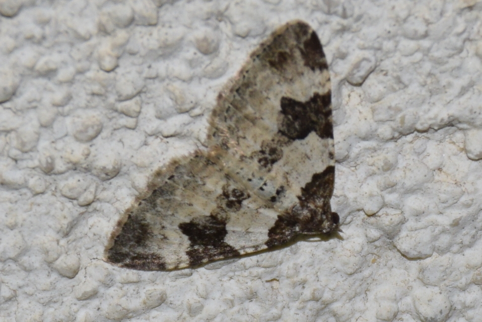 Xanthorhoe fluctuata - közönséges tarkaaraszoló