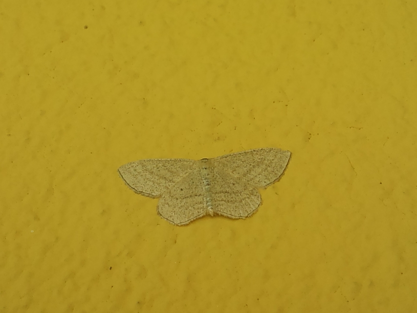Scopula virgulata - vesszős sávosaraszoló