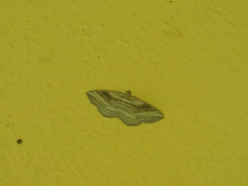 Costaconvexa polygrammata - soksávú araszoló