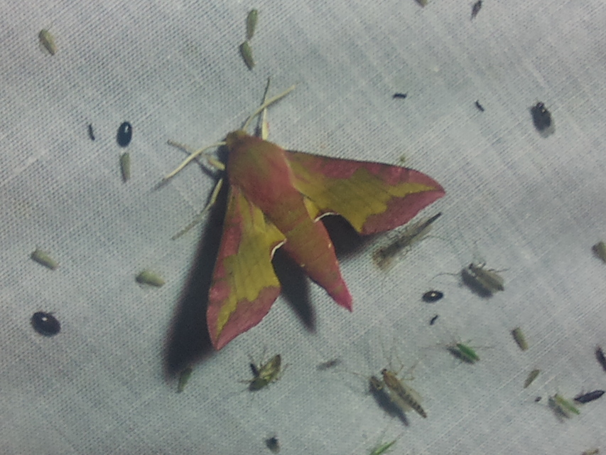 Deilephila porcellus - piros szender