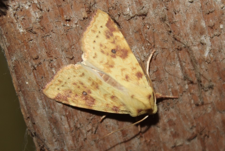 Cirrhia icteritia - nyárfa-sárgabagoly