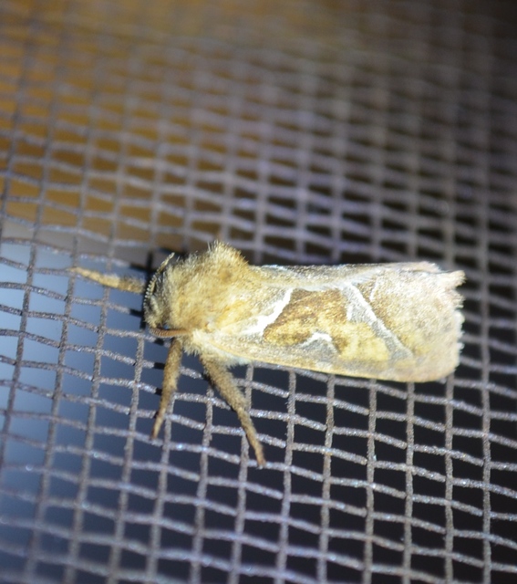 Triodia sylvina - kis gyökérrágólepke