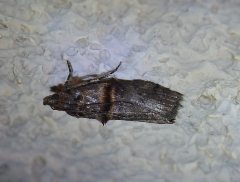 Trachonitis cristella - bokorrágó karcsúmoly