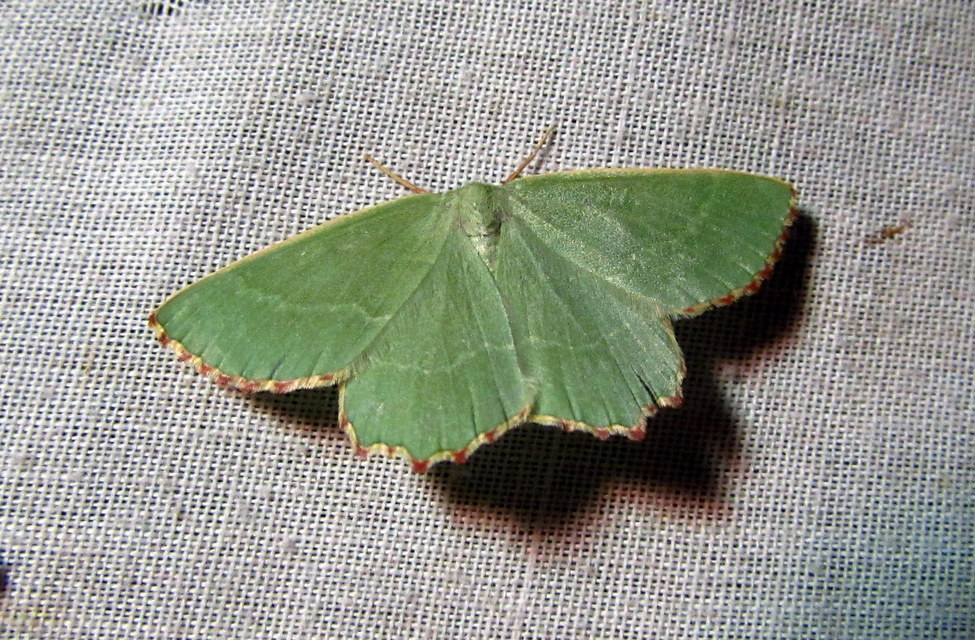 Thalera fimbrialis - csipkésszélű zöldaraszoló