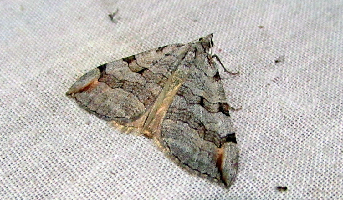 Aplocera efformata/plagiata