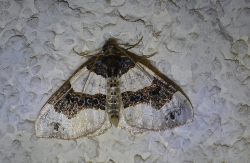Cosmorhoe ocellata - szemes galajaraszoló