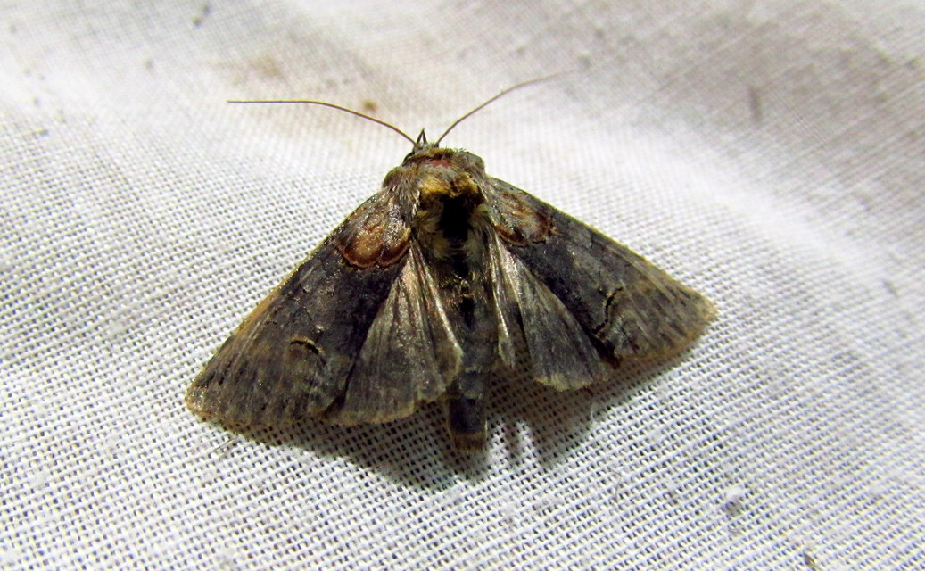 Abrostola