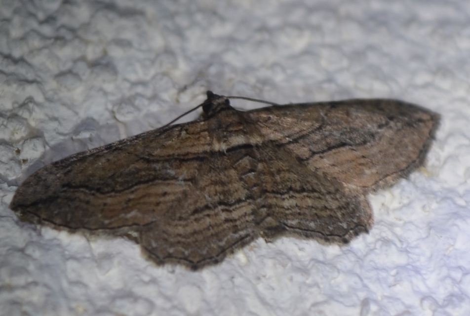 Horisme corticata - barna iszalagaraszoló