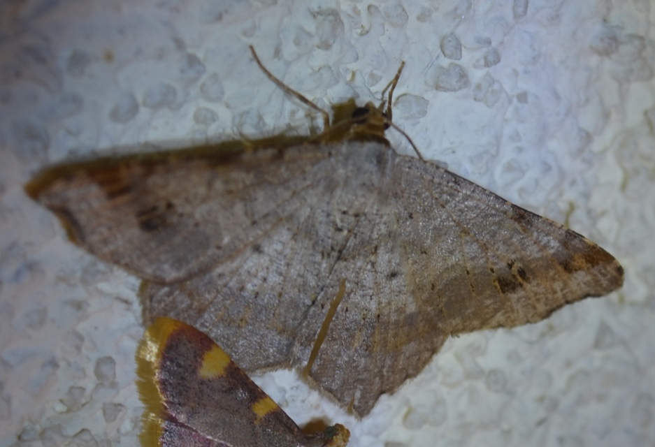 Macaria alternata - közönséges szürkearaszoló
