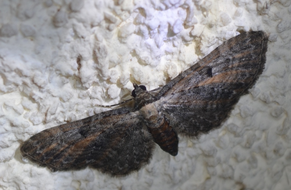 Eupithecia icterata - rozsdafoltos törpearaszoló