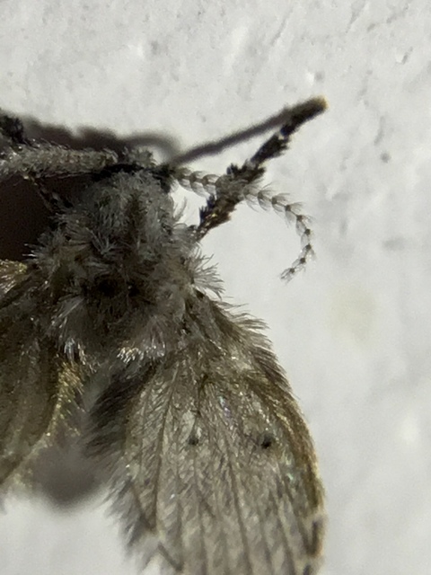 Clogmia albipunctata